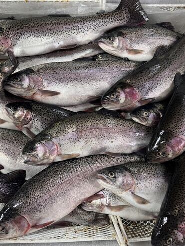 Мясо: Баранина : Лопатка, Стейк — 4