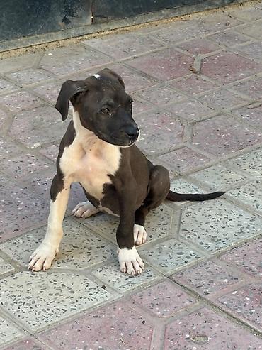 Pitbul, 3 ay, Dişi, Peyvəndli, Ünvandan götürmə