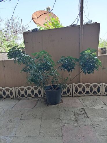 dəmir tikanı bitkisi: Şaflera bitkisi