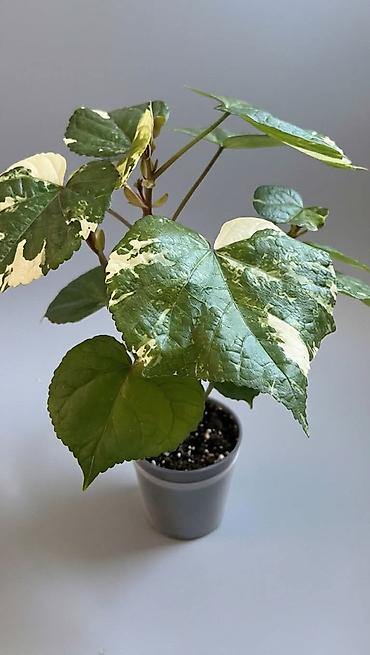 plant: 🌿 Любителям красивых фикусов посвящается! В продаже молодые сортовые — 9