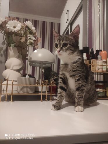 Pişiklər: Tabbi, Yaxşı əllərə — 12