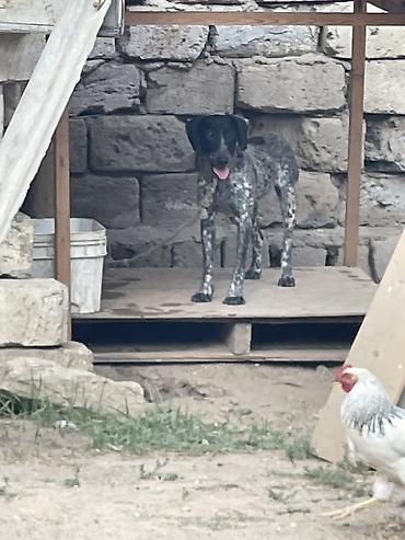 derzi quşu: Ov itləri üçün elan Cins: Alman qısatüklü ov iti tipində, qara başlı — 1