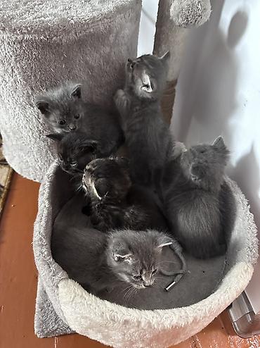 Скотиш Страйт (Шотландиялык тик кулактуу), 1 айлык, Ургаачы, Курттардан тазаланган, Лотокко барууга үйрөтүлгөн lalafo.kg да — 2 Скотиш Страйт (Шотландиялык тик кулактуу), 1 айлык, Ургаачы, Курттардан тазаланган, Лотокко барууга үйрөтүлгөн — 2