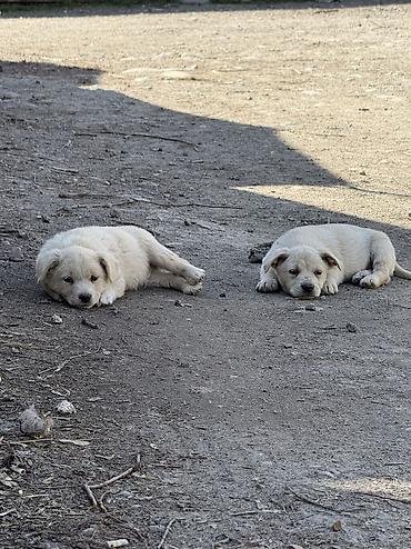 Продажа собак: Дворняжка, 2 месяца, Самец, С прививкой — 3