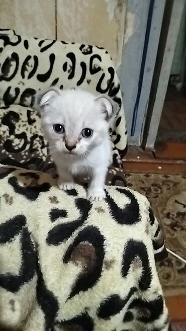 вислоухий сиамский кот: Шотладская вислоухая
