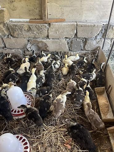 bala keci: Lal ördək balaları satılır.45 günlüklər 7 manat bu gün çıxanlar — 3