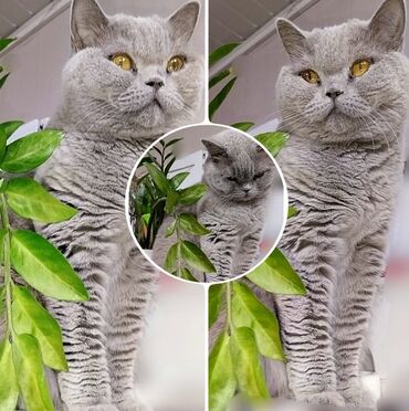 посуда для кошек: Шотландская взрослая кошка в заботливые руки в спокойную семью без
