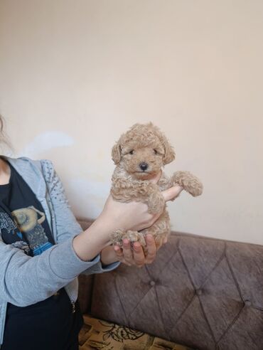 Pişiklər: Şotland yastı qulaq, Erkək, Dişi, Yaxşı əllərə, Ünvandan götürmə, Pulsuz çatdırılma, Ödənişli çatdırılma — 236