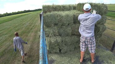 где купить кукурузу для попкорна в бишкеке: 🍀Продаю🍀 тюки клевера. Тюки сухие лежат под навесом