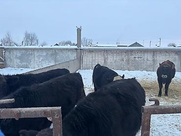 Коровы, быки: Продаю | Бык (самец) | На откорм — 6