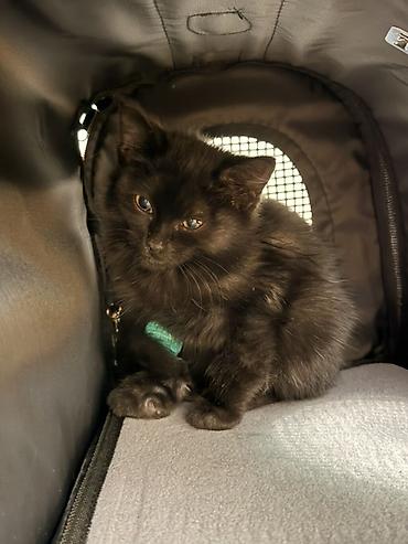 Продажа кошек: 🐈‍⬛ Отдам чёрного пушистого котёнка в добрые руки! Нашли малышку на — 3