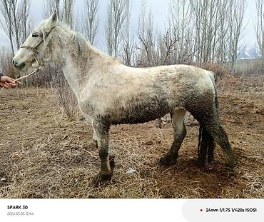 Лошади, кони: Продаю | Кобыла (самка) | Рабочий — 1