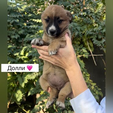 акустические системы apollo колонка в виде собак: Собака даром: Дворняжка, 2 месяца, Самка, С прививкой