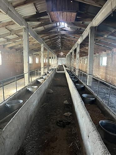 Продажа сельхоз предприятий: Сельскохозяйственные корпуса/сараи под фермерство Описание: - — 3