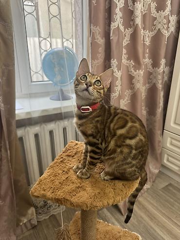 куплю кошку: Бенгальская, 4 месяца, Мальчик, Приучена к лотку, Проглистована, С прививками — 2