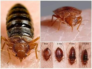 Дезинфекция, дезинсекция: Дезинфекция, дезинсекция, | Клопы, Блохи, Тараканы, | Транспорт, Офисы, Квартиры — 8