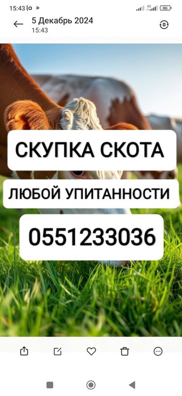 продаю несушки: Куплю | Коровы, быки, Лошади, кони | Круглосуточно, Любое состояние, Забитый