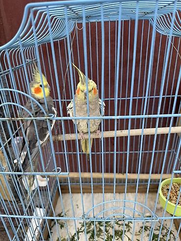Qəfəslər: Nimfa (Cockatiel) cütlüyü + qəfəs - Növ: Nimfa papağanı (Cockatiel) — 5