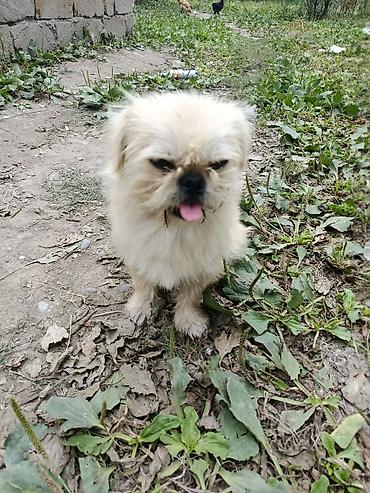İtlər: Pekines, 1 il, Erkek, Ünvandan götürmə — 9