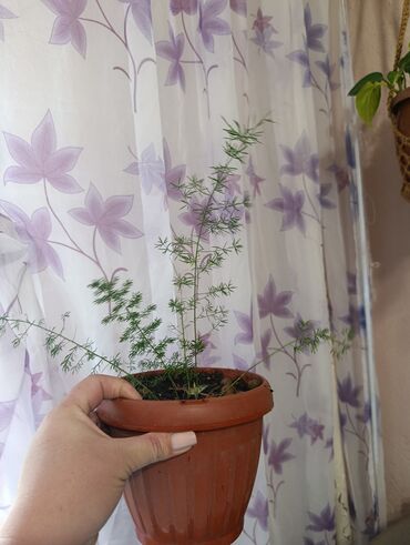 Другие комнатные растения: Аспарагус — изящное комнатное растение, известное своей воздушной и at lalafo.kg — 5 Другие комнатные растения: Аспарагус — изящное комнатное растение, известное своей воздушной и — 5