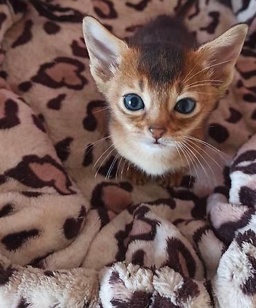 вет: Настоящие абиссинские котята! Домашний питомник с многолетним опытом — 10