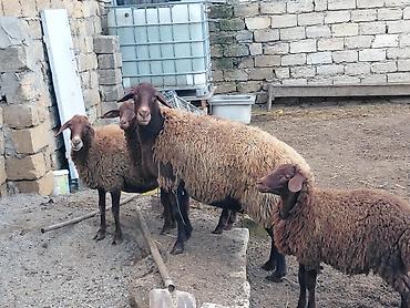 qoyun satışı: Dişi, il: 4, Damazlıq, Ünvandan götürmə — 5