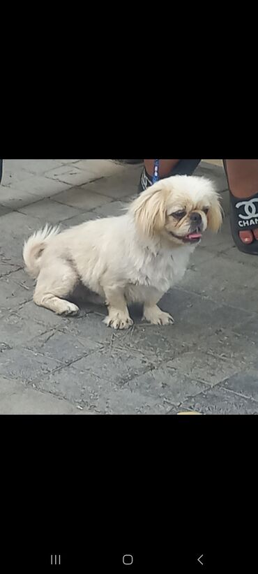 it satilir ucuz: Pekines, 8 ay, Dişi