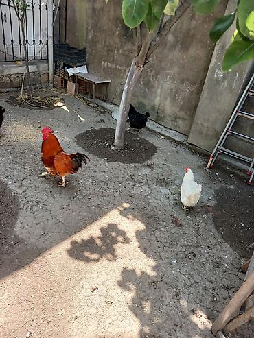 quş: Yumurtlayan toyuqlar, xoruzlar, çolpalar, 1 aylıq cücələrdə var — 1