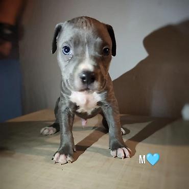Dogs: Stenci pitbula ostenjeni 05.08. Primili prvu vakcinu kao i preventivu — 2