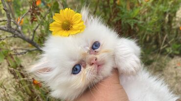 Pişiklər: Fars — 5