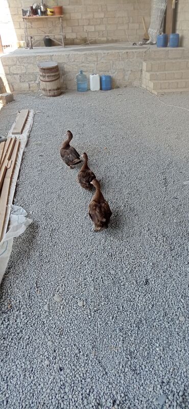 Digər quşlar: Salam aleykum lal ördək satılır təmiz krasnadar 2 fərq 1 xoruz
