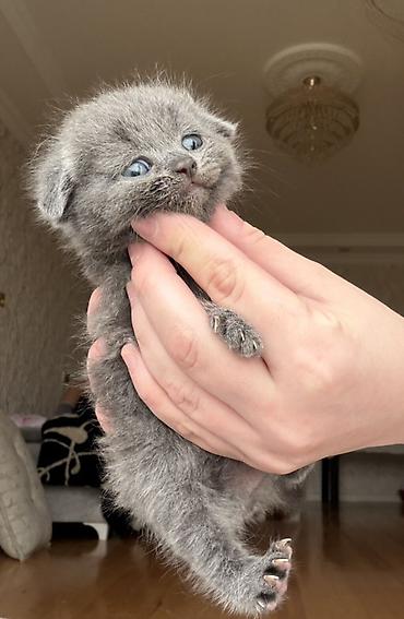 Pişiklər: Britan — 10