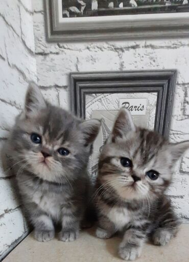 Коты: Продаются чистокровные шотландские котята.Дата рождения 9 мая.Кушают