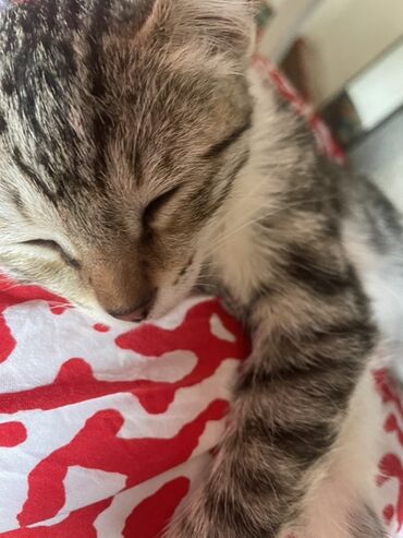 кошка сфинкс: Милый полосатый котёнок - Окрас: серо-коричневый табби с белыми
