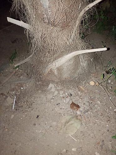 asılqan satılır: Satılır: dekorativ palma ağacı (Trachycarpus tipli, yelpik formalı — 1