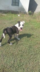 питбуль обмен: Питбуль, 3 айлык, Эркек, Эмделген, Ит тегин тастыктоочу документ