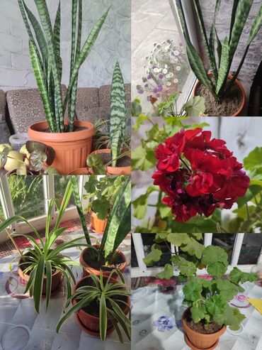 Хлорофитумы: Продаю комнатные цветы Сансевиерия-250сом (тещин язык ) Хлорофитум — 18