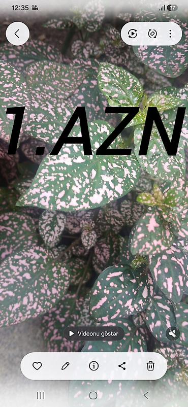 Otaq bitkiləri: Otaq bitkiləri – dekorativ yarpaqlılar - Növlər: - Pilea cinsi – — 2