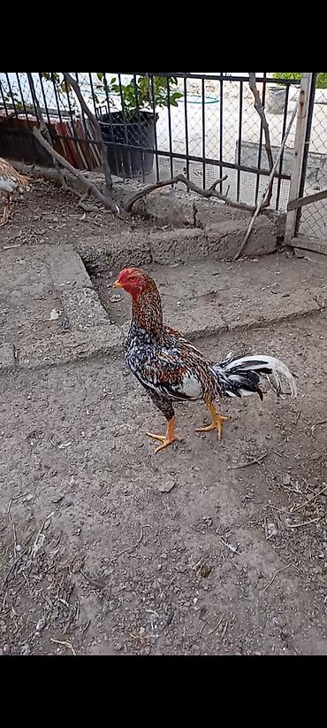 heyrati becesi: Heyrati pleymut becə satilir.mart becəsidi.irak özbək qarişigidi.hələ — 2
