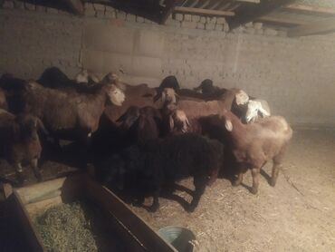 Бараны, овцы: Продаю | Ягненок | Полукровка | На забой | Ярка