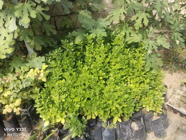 Ağaclar: Satılır: dekorativ bitkilər toplusu - Gül kolları (mini/çalı tipli) – — 22