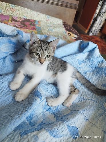 дом для котят: Беспородная, 2 месяца, Девочка, Приучена к лотку — 1