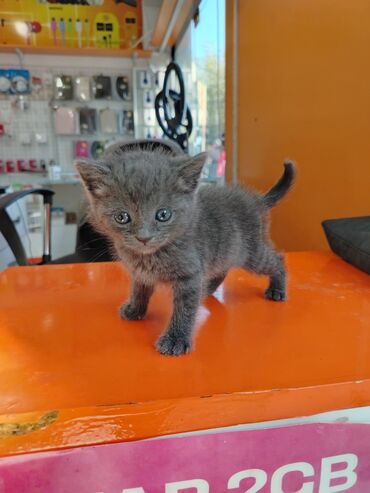 той пудель баку: Şotland, Erkək, Ünvandan götürmə lalafo.az -da той пудель баку: Şotland, Erkək, Ünvandan götürmə