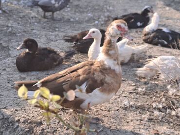 Ördəklər: Lal ördəklər satılır topdan 17 azn .Tək tək qiymətlər — 13