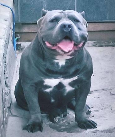 Продажа собак: Американский булли, 2 месяца, Самец — 2