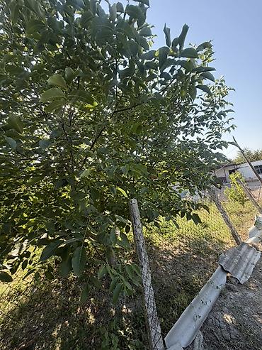 Torpaq sahələrinin satışı: 25 sot, Tikinti, Mülkiyyətçi, Kupça (Çıxarış) — 17