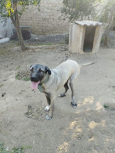 kangal satilik: Kanqal, 9 ay, Dişi — 9