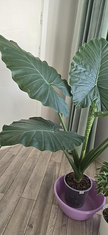 Алоказии: Алоказия крупноколистная (вероятно Alocasia macrorrhizos, «Слоновье — 4