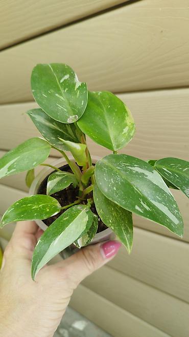 глоксиния гулу: Монстера Monstera 'Aurea Neon' / 'Lemon Lime'). Монстера Бульвазавр и — 10