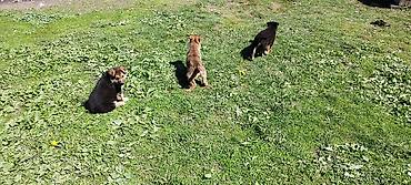 Продажа собак: Щенки немецкой овчарки - Помёт от породистых родителей, классический — 9